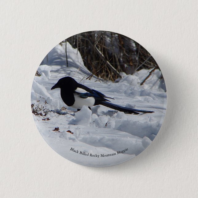 Macaron Rond 5 Cm Bouton Black Billed Rocky Mountain Magpie (Devant)