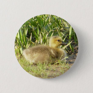 Macaron Rond 5 Cm Bouton de Gosling d'oie du Canada de bébé