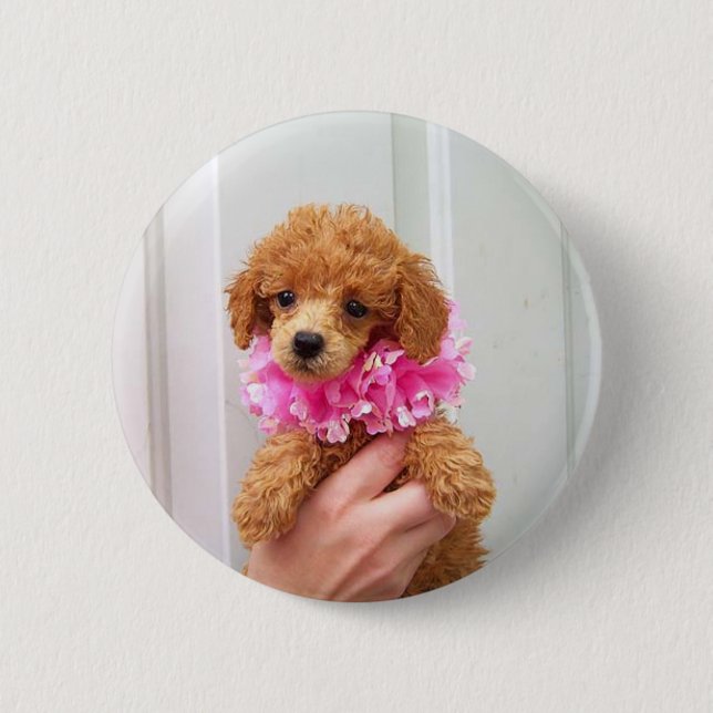 Macaron Rond 5 Cm Bouton de Pinback de chien de caniche d'abricot (Devant)