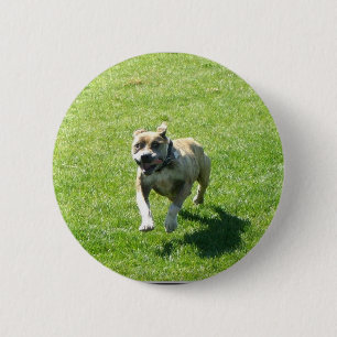 Macaron Rond 5 Cm Bouton de Pitbull