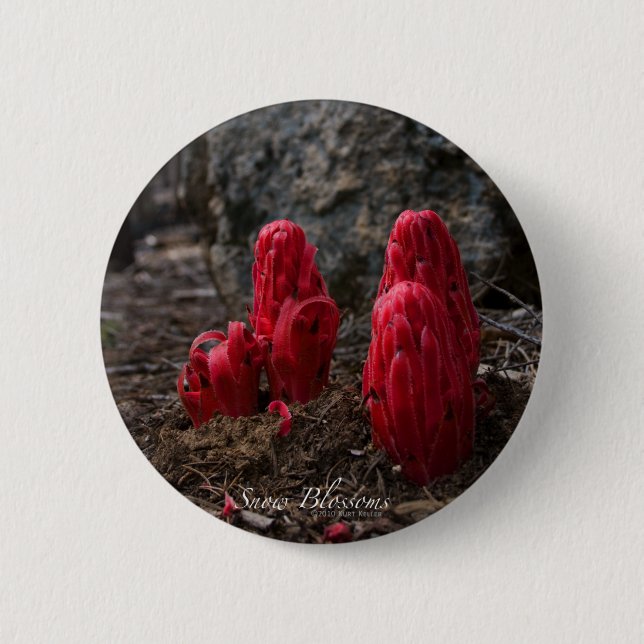 Macaron Rond 5 Cm Bouton Fleur de neige (Devant)