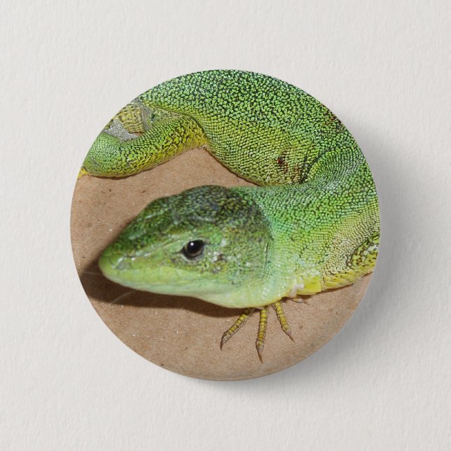 Macaron Rond 5 Cm Bouton Lizard (Devant)