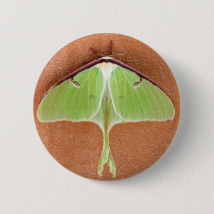 Macaron Rond 5 Cm Bouton Luna Moth Pin
