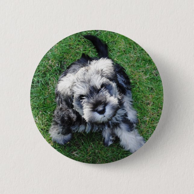 Macaron Rond 5 Cm Bouton miniature de chiot de Schnuazer (Devant)
