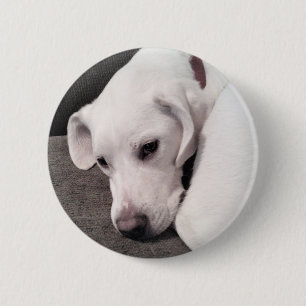 Macaron Rond 5 Cm Bouton Mix Dog pour rétriateur Labrador blanc pâle