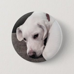 Macaron Rond 5 Cm Bouton Mix Dog pour rétriateur Labrador blanc pâle