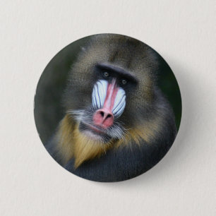 Macaron Rond 5 Cm Bouton rond de visage de babouin