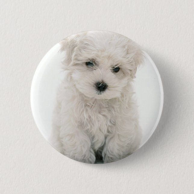 Macaron Rond 5 Cm Bouton rond mignon de Bichon Frise (Devant)