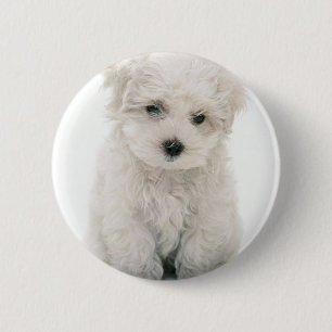 Macaron Rond 5 Cm Bouton rond mignon de Bichon Frise
