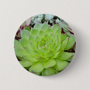 Macaron Rond 5 Cm Bouton Succulent