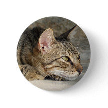 Bouton Tabby Cat