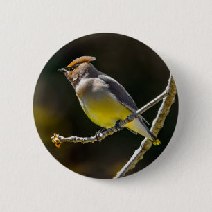 Macaron Rond 5 Cm Cèdre cire Songbird Photo originale Oiseau sauvage