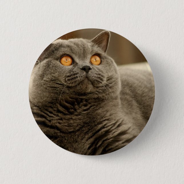 Macaron Rond 5 Cm Chat : Chat Shorthair (Devant)