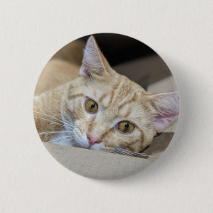 Macaron Rond 5 Cm Chat tigré orange Mignon 