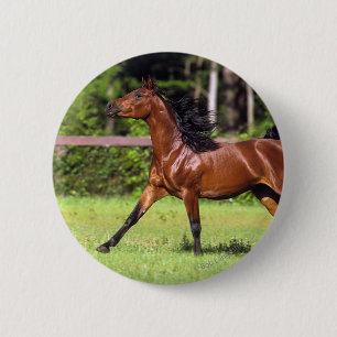 Macaron Rond 5 Cm Cheval arabe courant 2