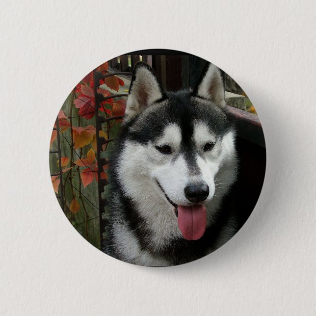Macaron Rond 5 Cm Chien malamué de l'Alaska 3 (Devant)