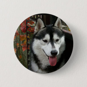 Macaron Rond 5 Cm Chien malamué de l'Alaska 3
