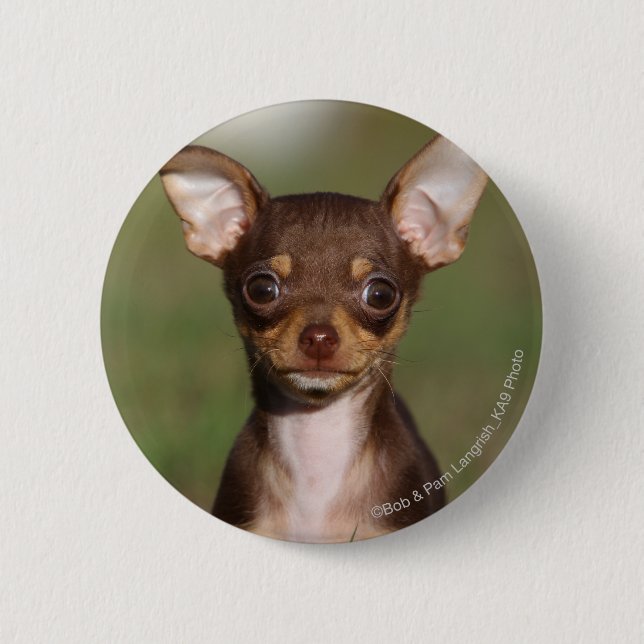 Macaron Rond 5 Cm Chihuahua Puppy regarde l'appareil photo (Devant)