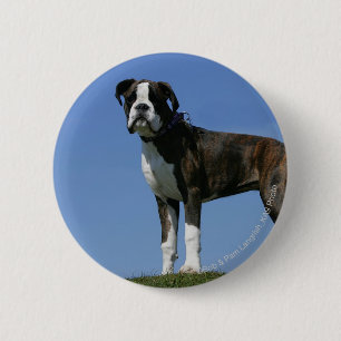 Macaron Rond 5 Cm Chiot de boxeur de bébé de 3 mois