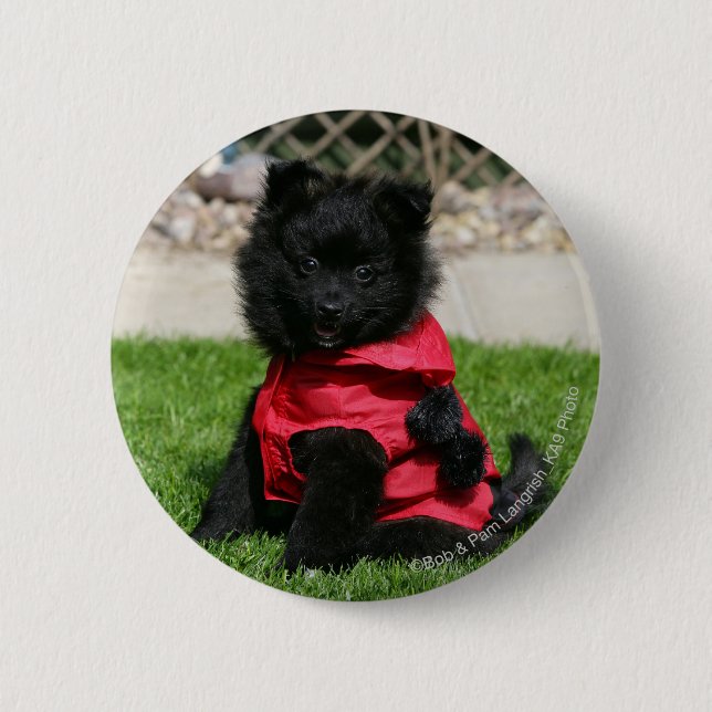 Macaron Rond 5 Cm Chiot noir de Pomeranian regardant (Devant)