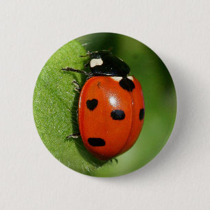 Macaron Rond 5 Cm Coccinelle