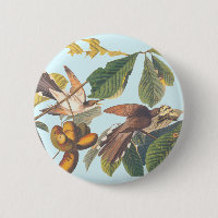Coucou à bec jaune Audubon
