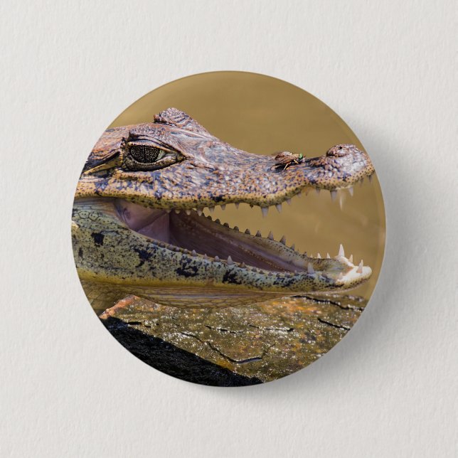 Macaron Rond 5 Cm Crocodile fondu à Tortuguero - Costa Rica (Devant)