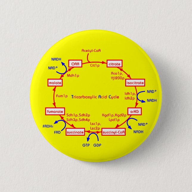 Macaron Rond 5 Cm cycle d'acide tricarboxylique (Devant)