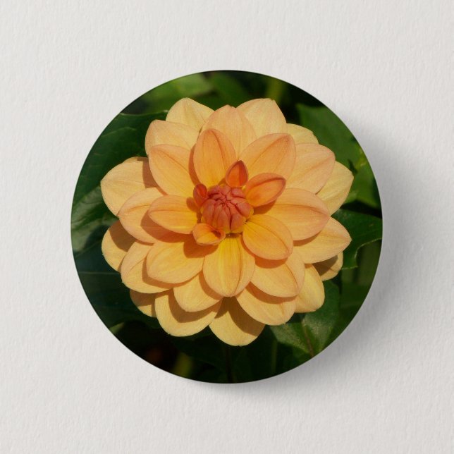 Macaron Rond 5 Cm Dahlia 'David Howard' (Devant)