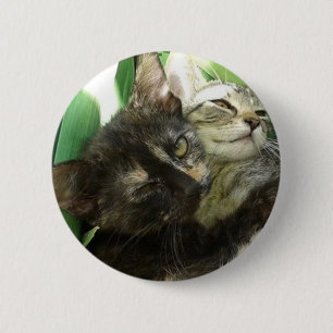 Macaron Rond 5 Cm De mignons chatons câlins
