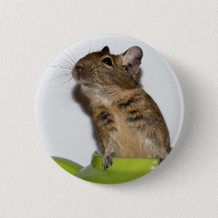 Macaron Rond 5 Cm Degu en photographie verte
