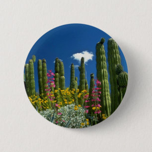 Macaron Rond 5 Cm Dentelez beaucoup de plantes, désert de Sonoran,