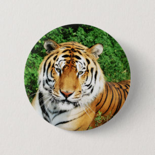 Macaron Rond 5 Cm Détente du tigre