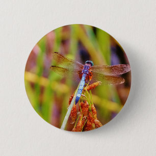 Macaron Rond 5 Cm Dragonfly turquoise sur le carex