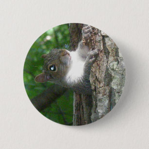 Macaron Rond 5 Cm Écureuil gris (Sciurus carolinensis)