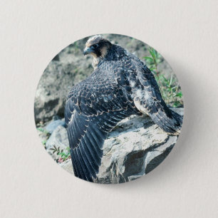 Macaron Rond 5 Cm Faucon pérégrin, juvénile