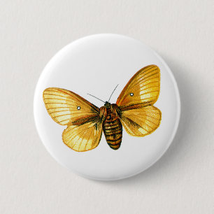 Macaron Rond 5 Cm femelle de Bombyx quercus