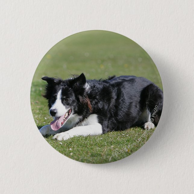 Macaron Rond 5 Cm Fixation de border collie (Devant)