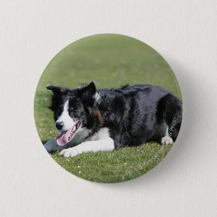 Macaron Rond 5 Cm Fixation de border collie