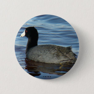 Macaron Rond 5 Cm Foulque américaine B27