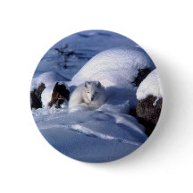 Fox arctique américain