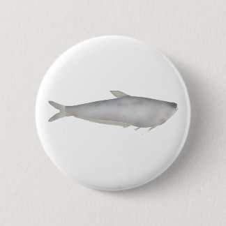 Macaron Rond 5 Cm Gangetic Hairfin Anchovy 