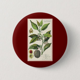 Macaron Rond 5 Cm Graines de fruit de muscade vintage, herbes alimen