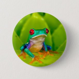 Macaron Rond 5 Cm Grenouille aux yeux rouges, Costa Rica