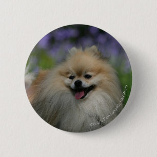 Macaron Rond 5 Cm Halètement de Pomeranian