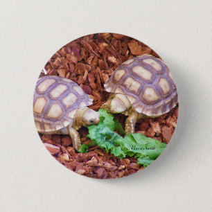 Macaron Rond 5 Cm Hatchlings de tortue de Sulcata