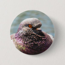 Haut étroit de pigeon