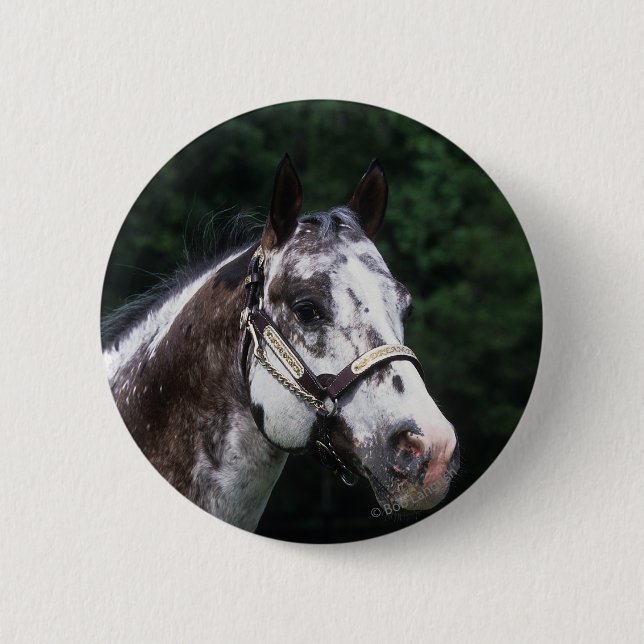 Macaron Rond 5 Cm Headshot 2 de cheval d'Appaloosa (Devant)