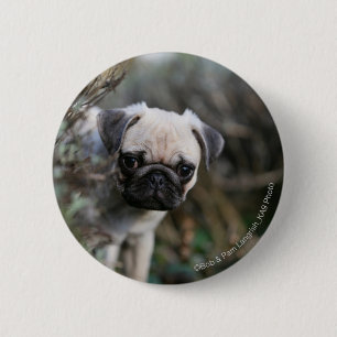 Macaron Rond 5 Cm Headshot de chiot de carlin de faon