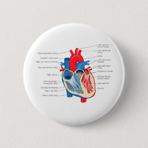 Macaron Rond 5 Cm Heart_Anatomy
